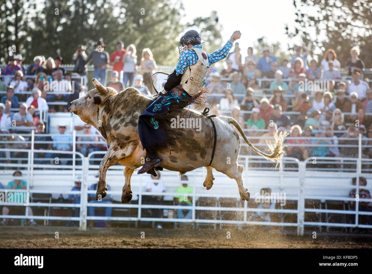 USA, Oregon, Sisters, Sisters Rodeo, cowboys ride a 2,000 pound bull