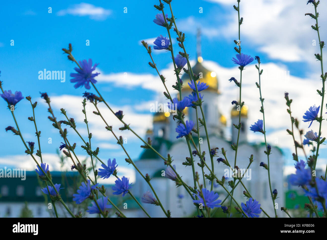 Blue summer flowers on the background of blurred shining golden domes of a Russian Orthodox Church against white clouds on blue sky Stock Photo