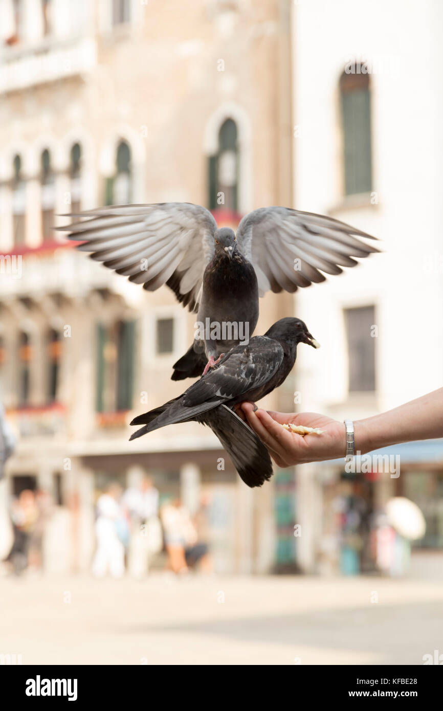 Italy, Venice, feeding pigeons. Stock Photo