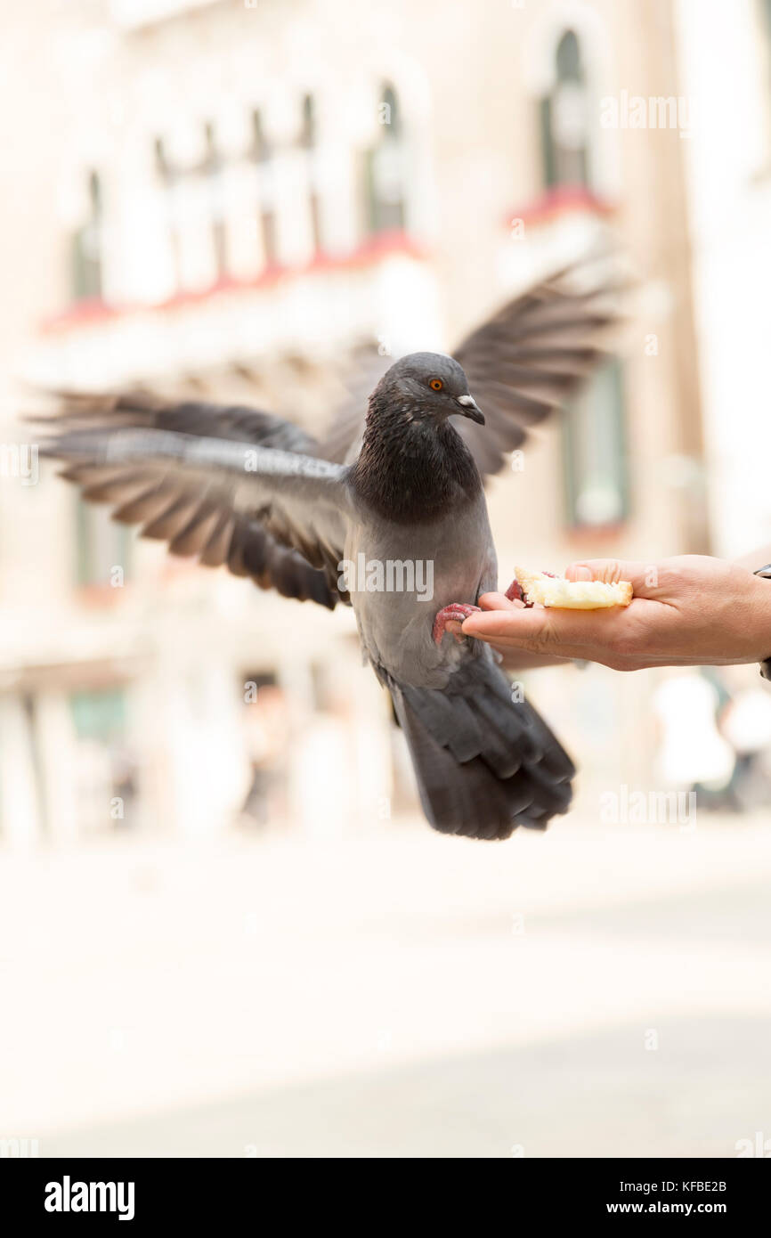 Italy, Venice, feeding pigeons Stock Photo Alamy
