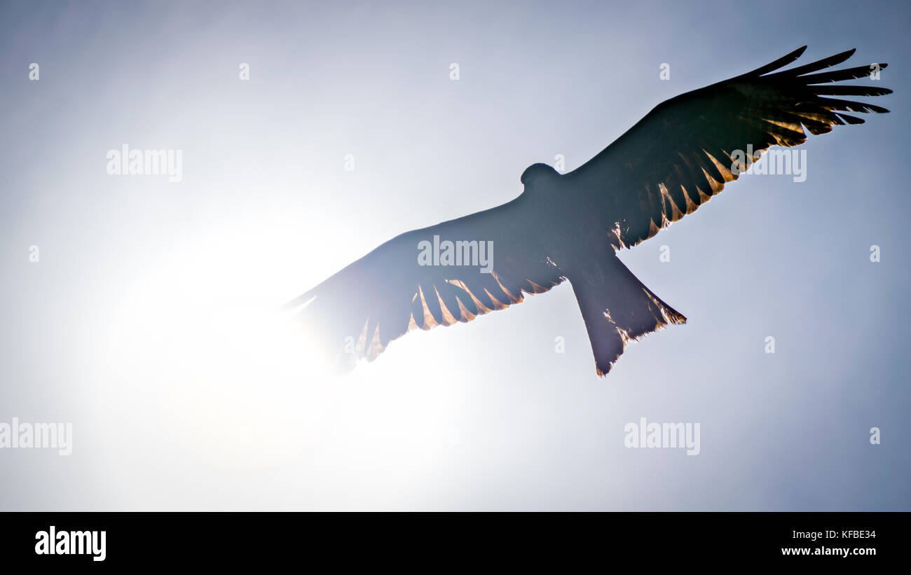 Black kite, spread wings flying in the blue sky across the sun Stock Photo