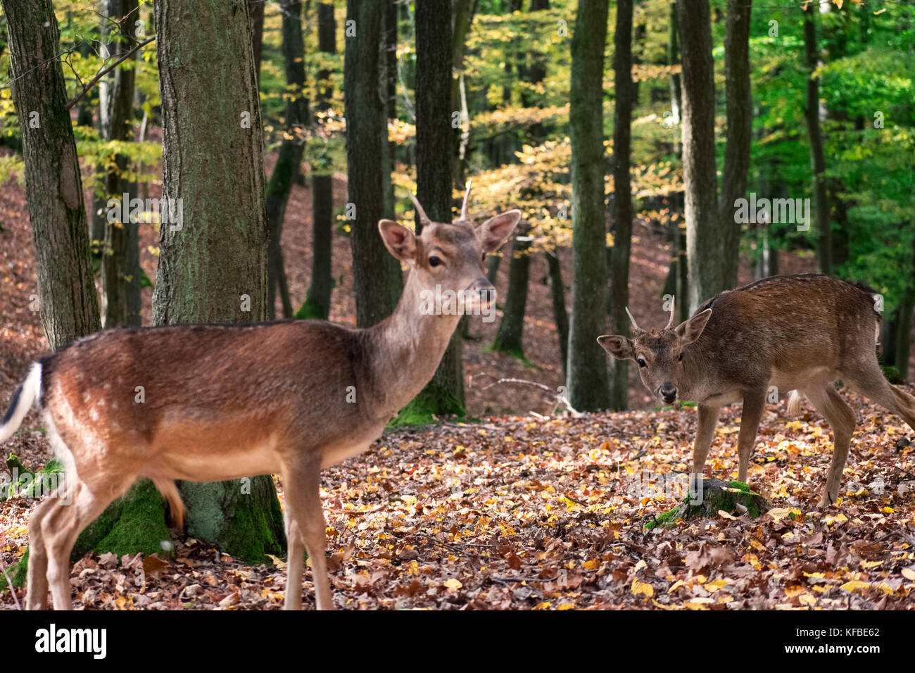 Forest park called Obora Holedna in Brno with free deers and wild boars Stock Photo