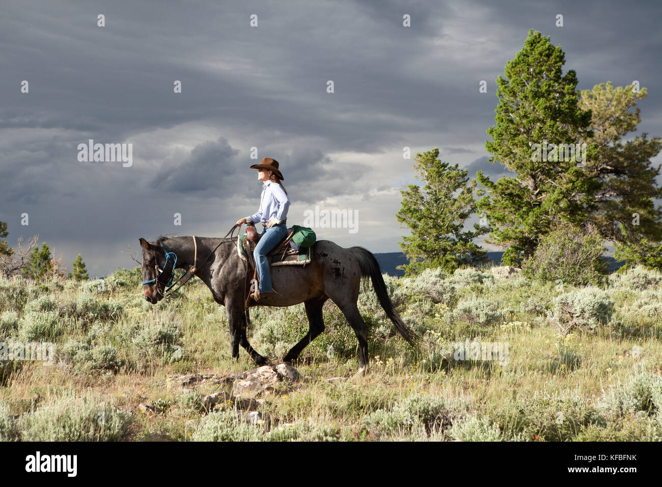 Usa Wyoming Cowgirl Riding Horse High Resolution Stock Photography And