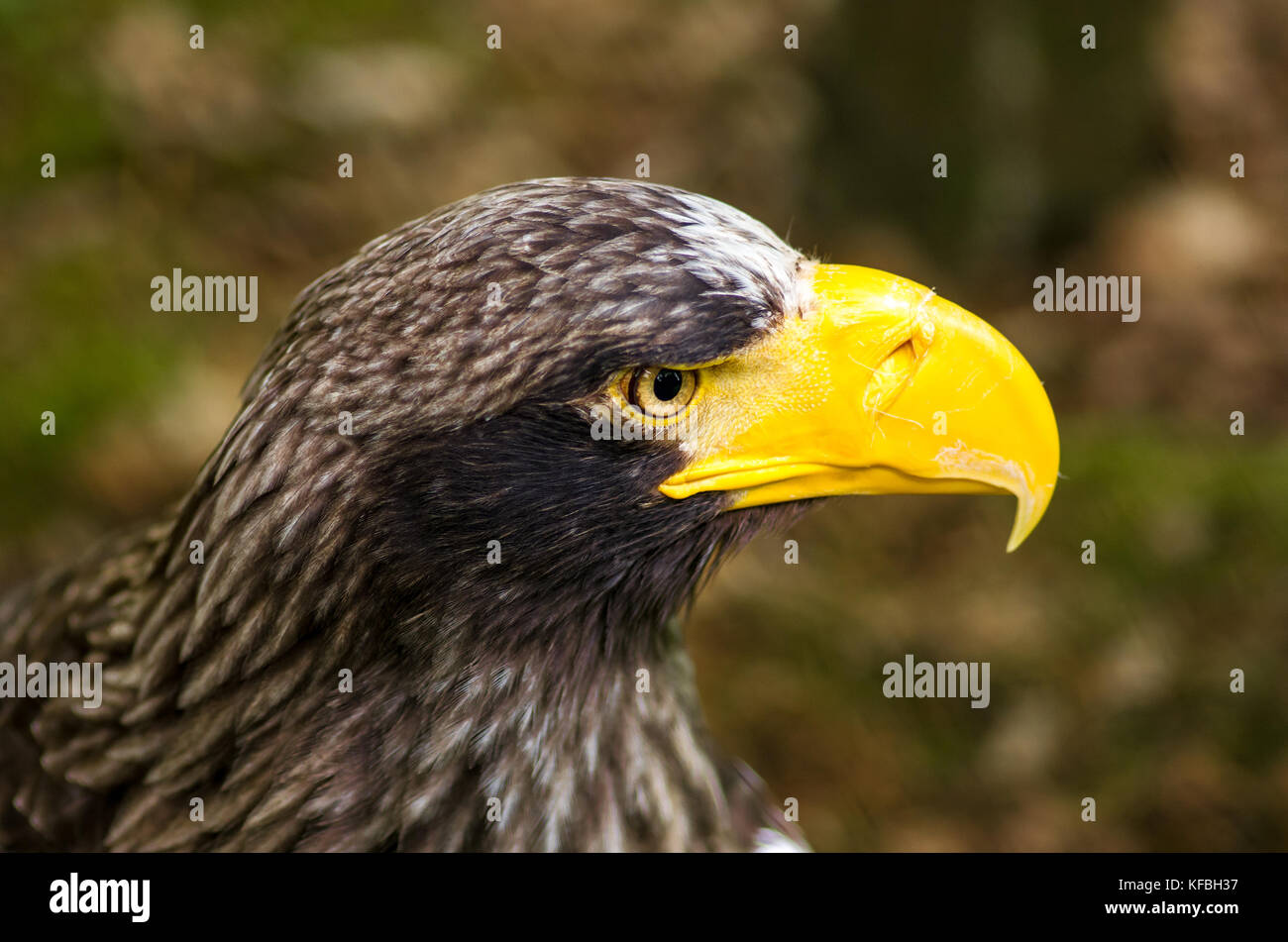 Piercing eye of a steller sea eagle Stock Photo