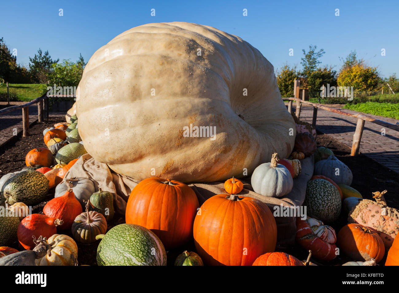 Chelmsford, Essex, UK. 27th Oct, 2017. As Halloween approaches the