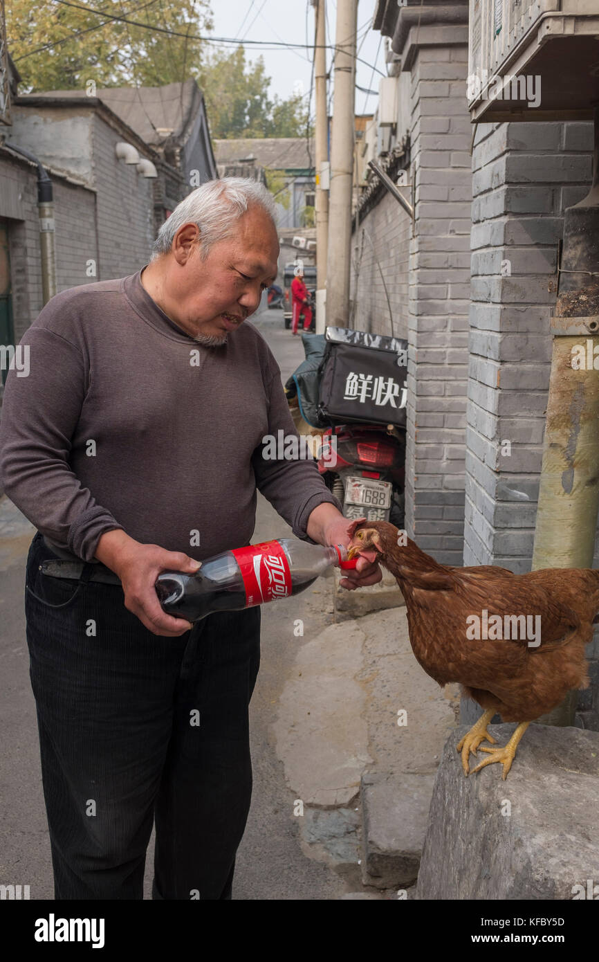 Beijing, China. 27 October, 2017. Mr. Guan Jialiang, a 60 year old retired worker, feeds his pet hen named Dahuang or Big Yellow with Coca-Cola, in central Beijing, China. Mr. Guan Jialiang and his wife Madam Cui adopted Dahuang 6 year ago when she was abandoned by her former owners. Dahuang is an understanding hen and likes Cola very much, she and Mis tolerate each other. Credit: Lou Linwei/Alamy Live News Stock Photo