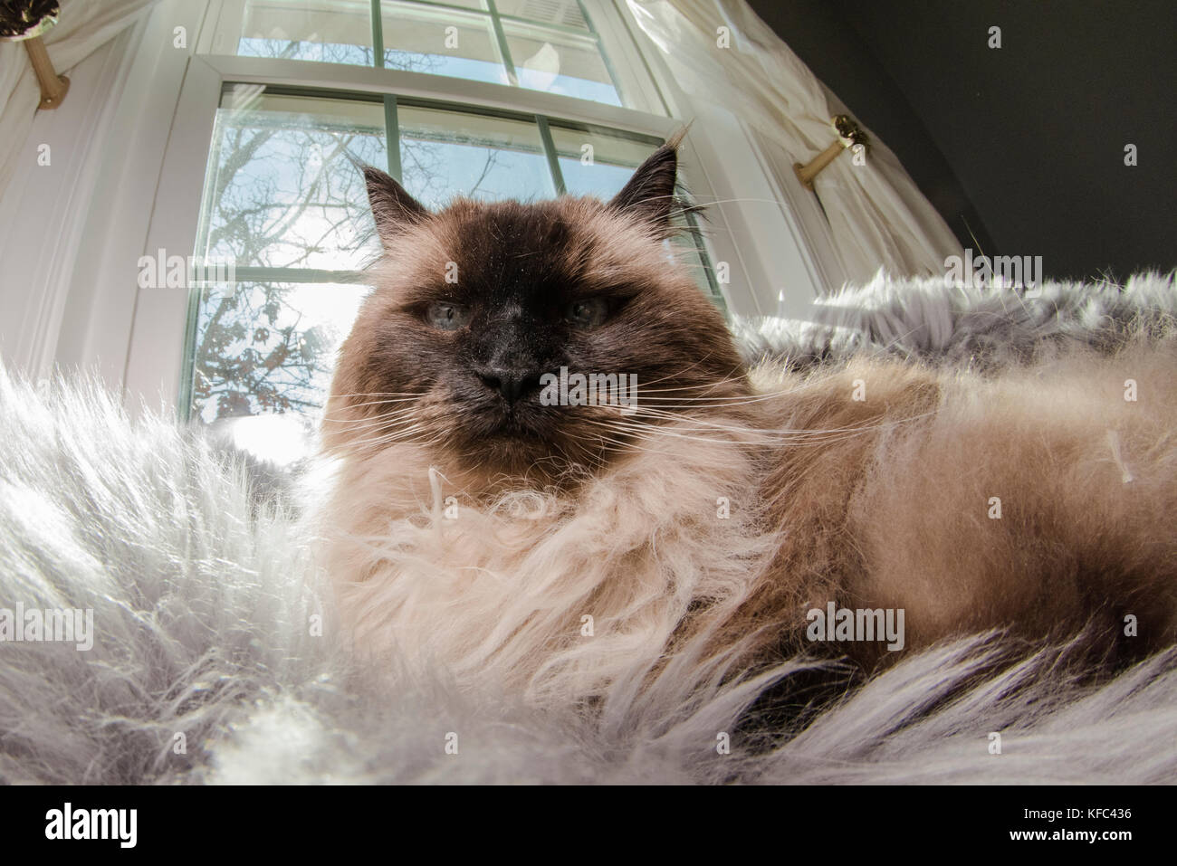Large Male Ragdoll Cat Hi Res Stock Photography And Images Alamy