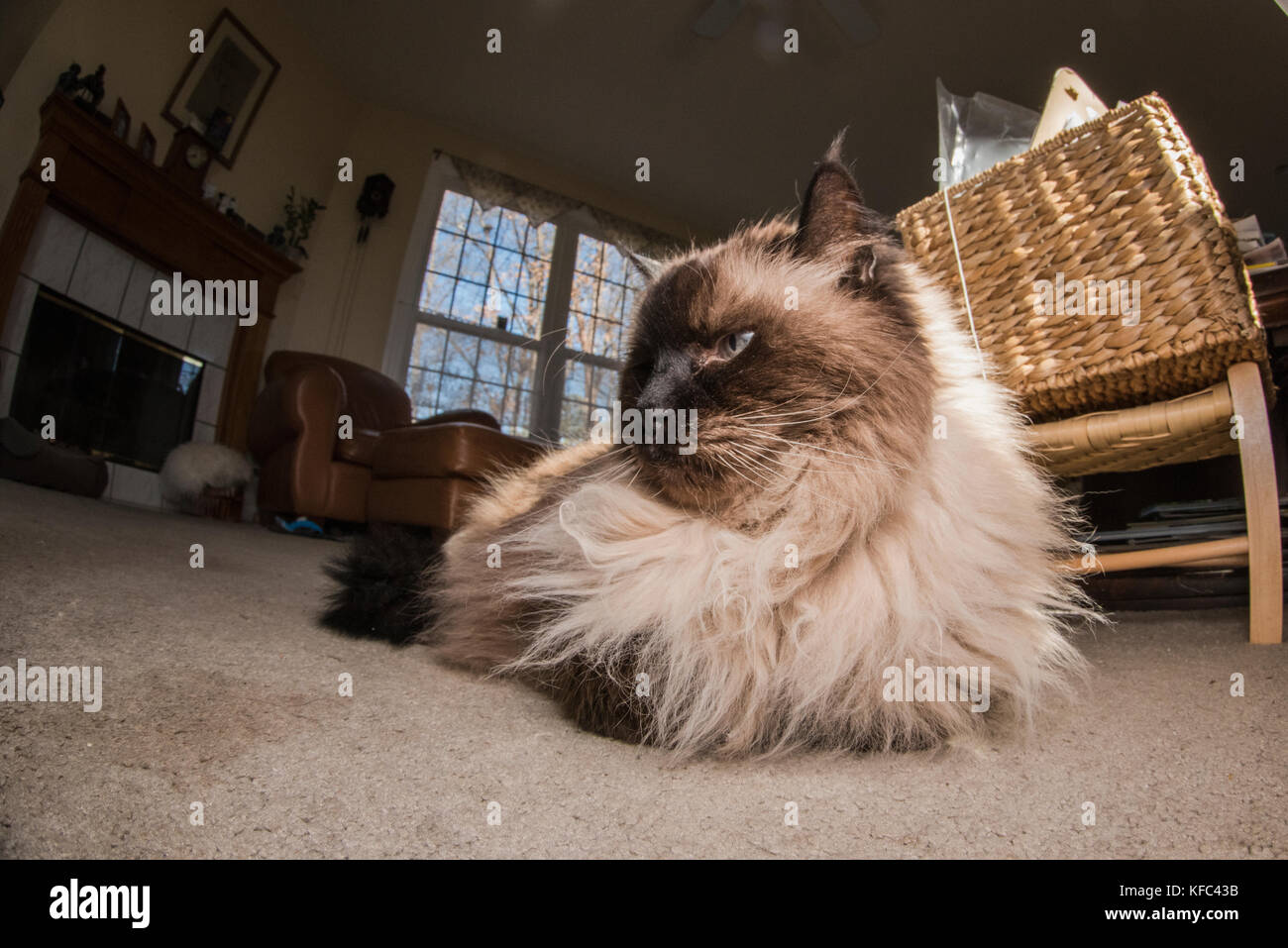 A Himalayan siamese cat enjoying himself and laying about inside a house. Stock Photo