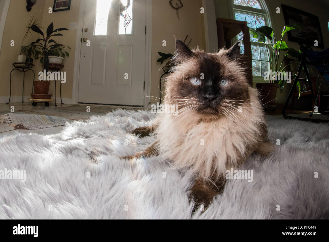 A Beautiful Himalayan Siamese Cat Laying On A Sunny Spot On A Rug In The Living Room Stock Photo Alamy