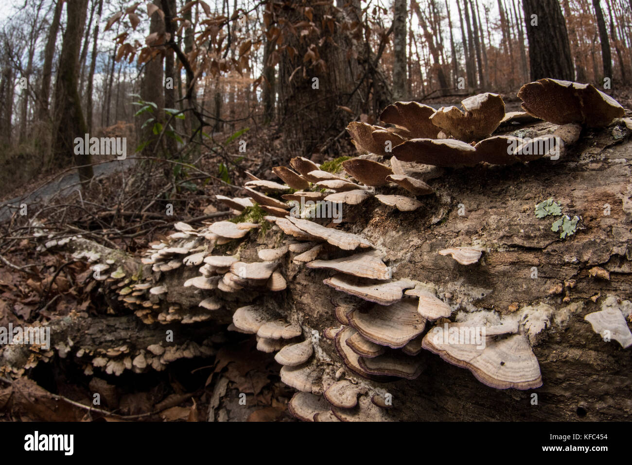 Shelf mushrooms growing on a fallen tree in Georgia, USA. Stock Photo