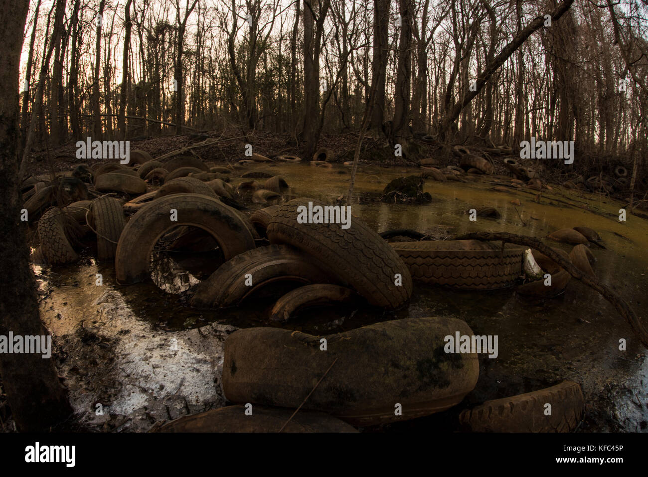 A polluted wetland in North Carolina that has been used as a illegal dumping site for tires. Stock Photo