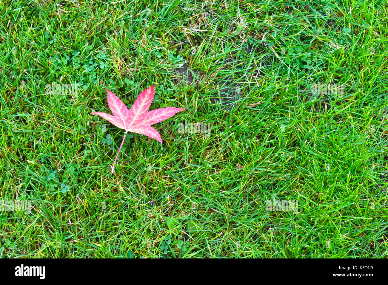 An autumn leaf on the colorful detailed green grass Stock Photo - Alamy