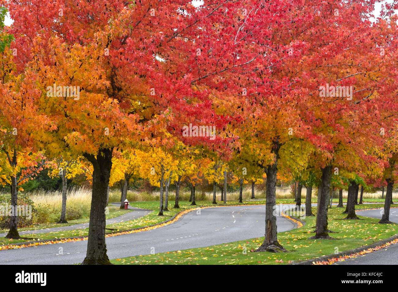 Autumn trees lining a curved road in Bellingham, Washington Stock Photo