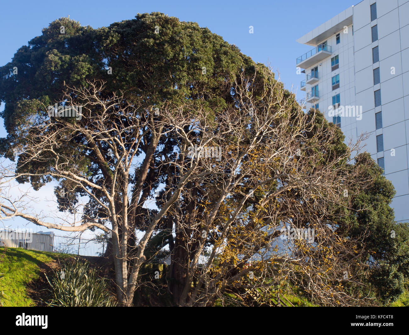 Tree And Apartment Building Stock Photo Alamy