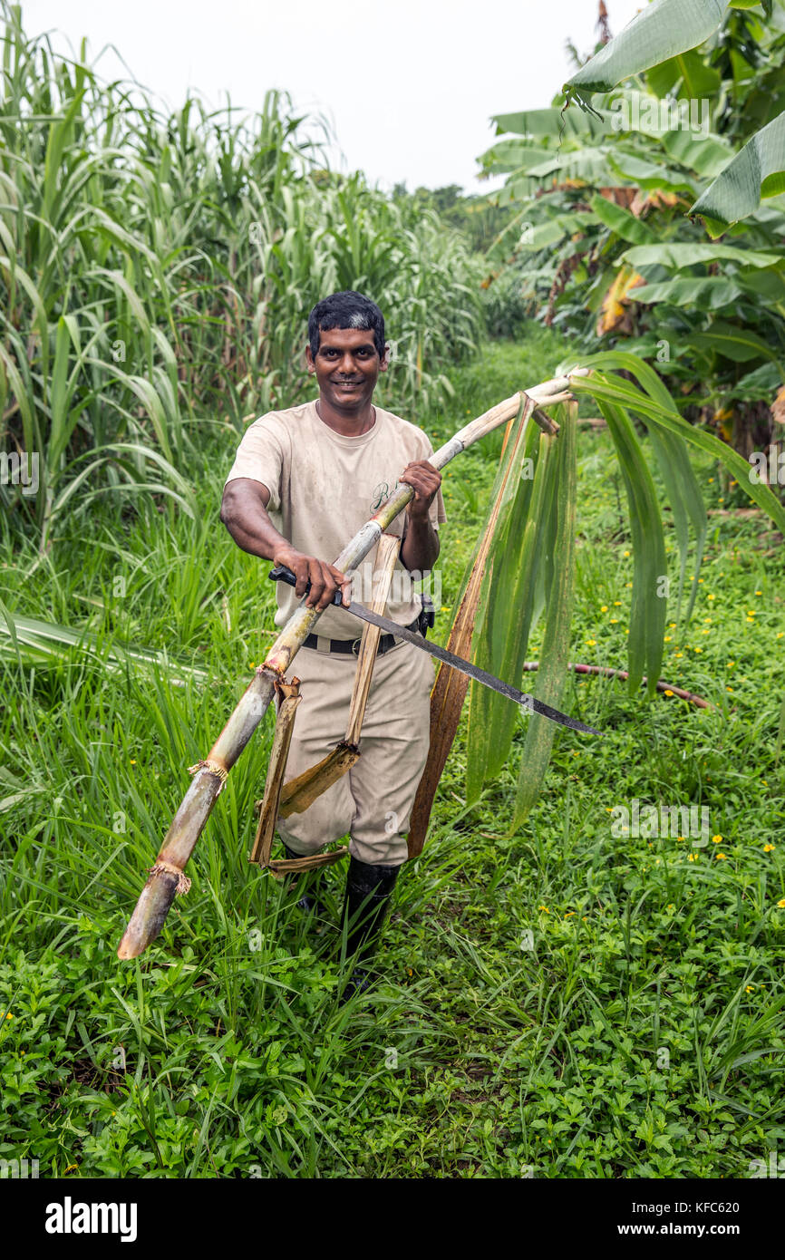 BELIZE, Punta Gorda, Toledo, guests can participate in a Jungle Mixology Demo where they'll be shown how to combine farm fresh ingrediants with an arr Stock Photo