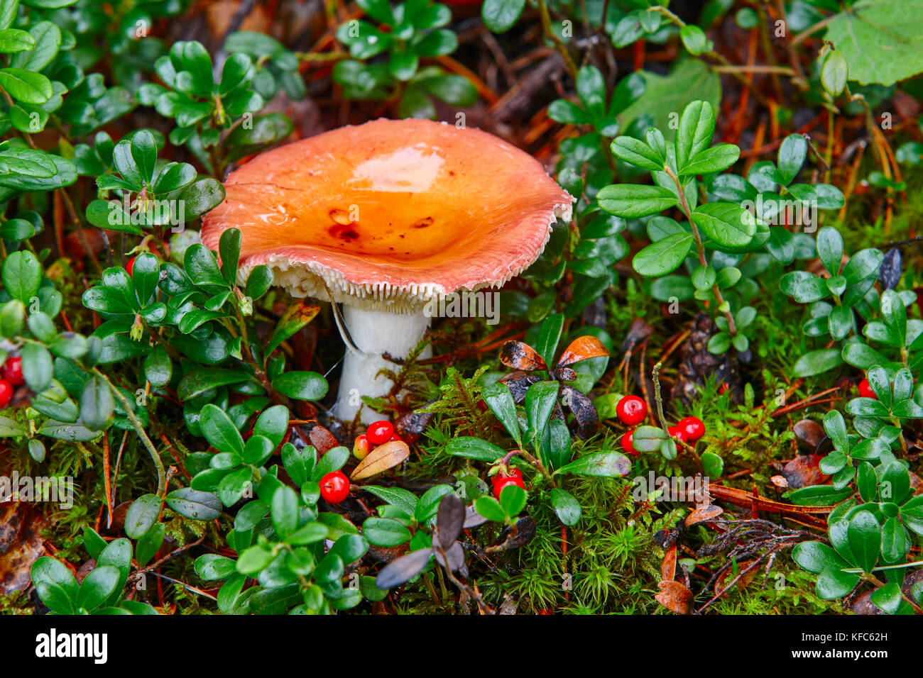 Mushroom with orange cap in the finnish forest. Russula emetica Stock Photo