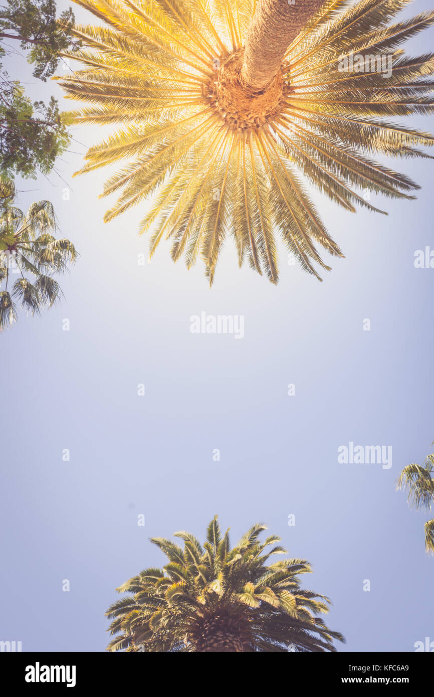 Palms of Beverly Hills retro vintage toned with sunflare copy space vertical banner Stock Photo