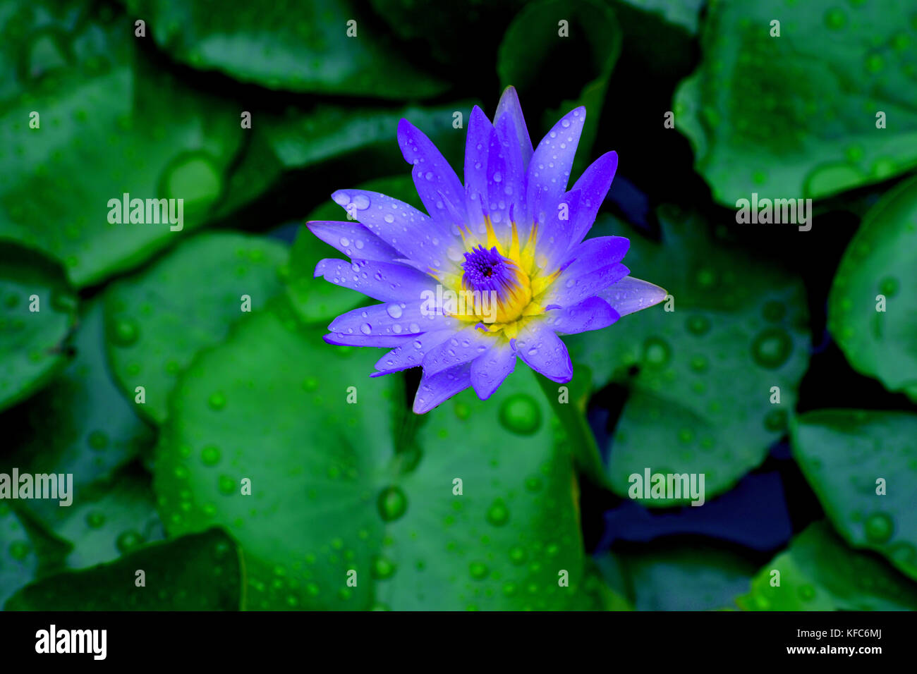 “There is the mud, and there is the lotus that grows out of the mud. We