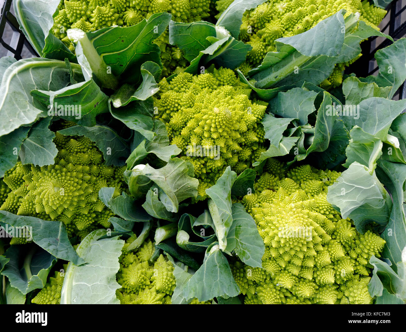Romanesco broccoli, or Roman cauliflower, Broccolo Romanesco