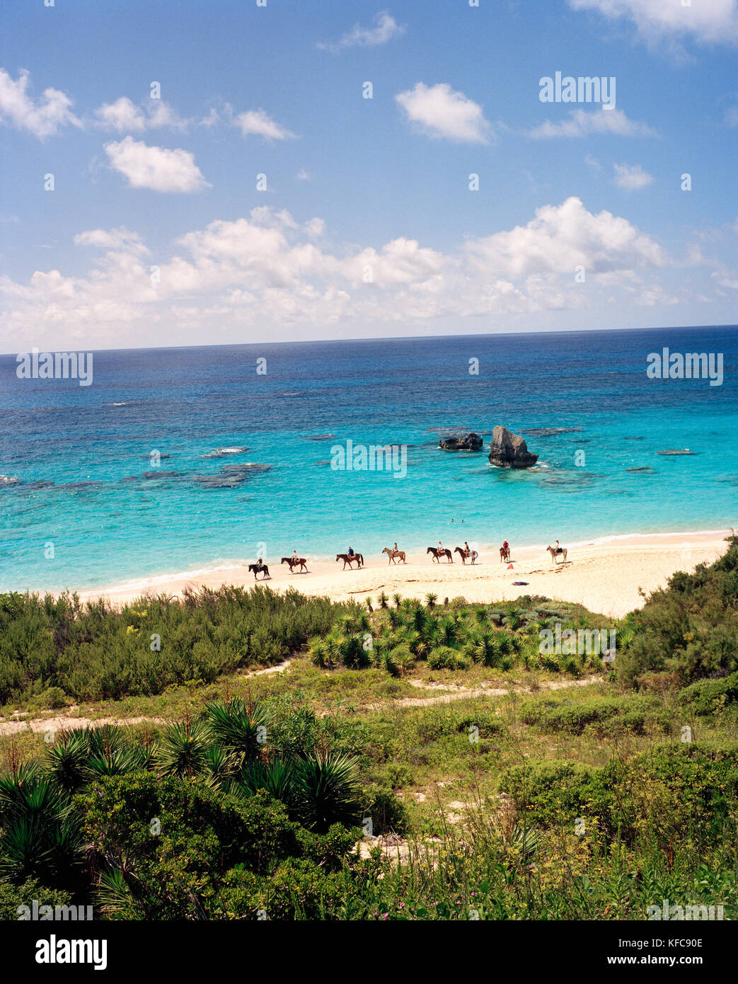 Horse bermuda hires stock photography and images Alamy