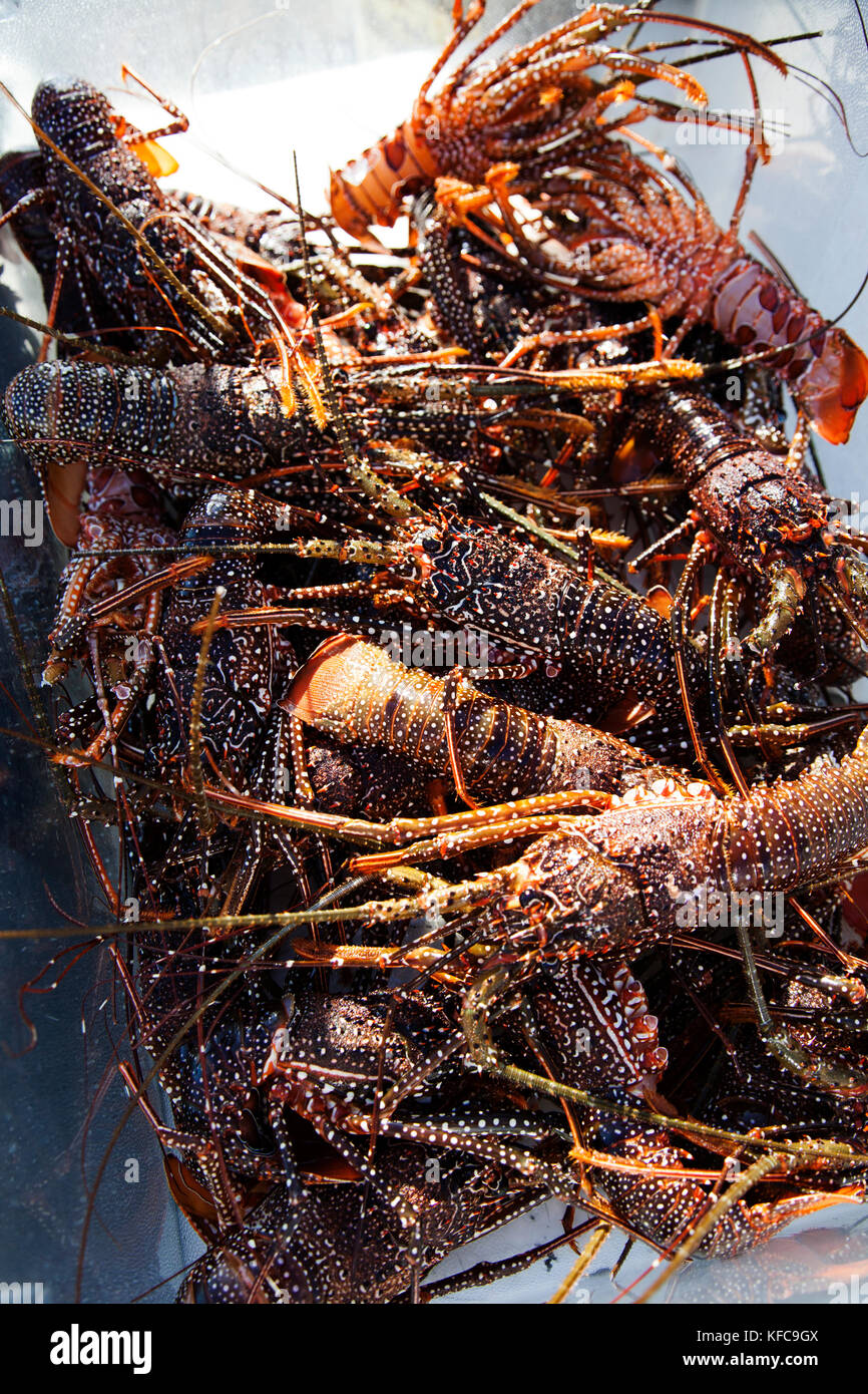 BERMUDA. Hamilton Parish. A Guinea Chick Lobsters Stock Photo Alamy