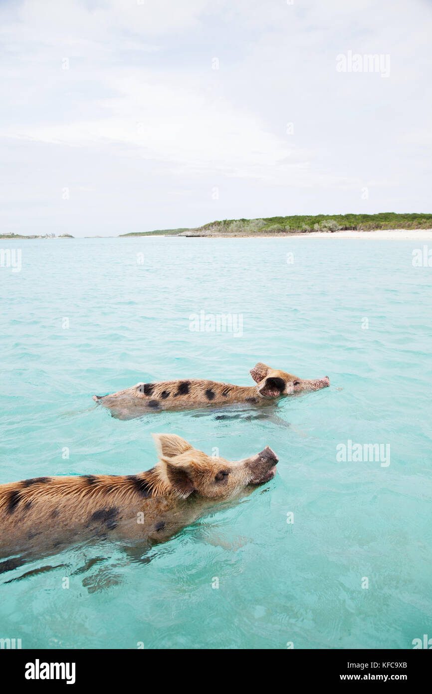 EXUMA, Bahamas. Swimming pigs at Big Major Cay. Stock Photo