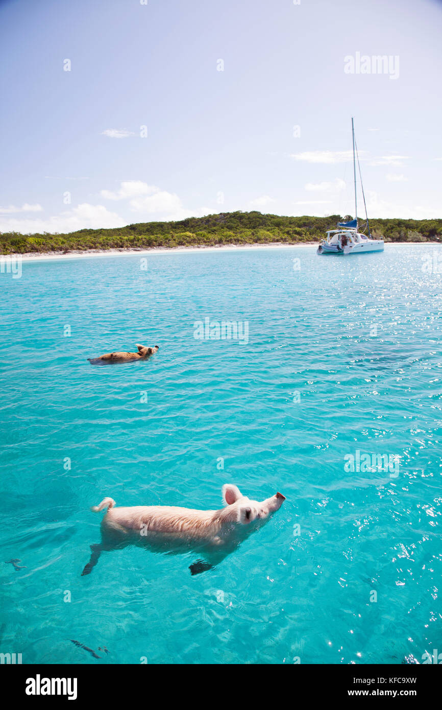 EXUMA, Bahamas. Swimming pigs at Big Major Cay. Stock Photo