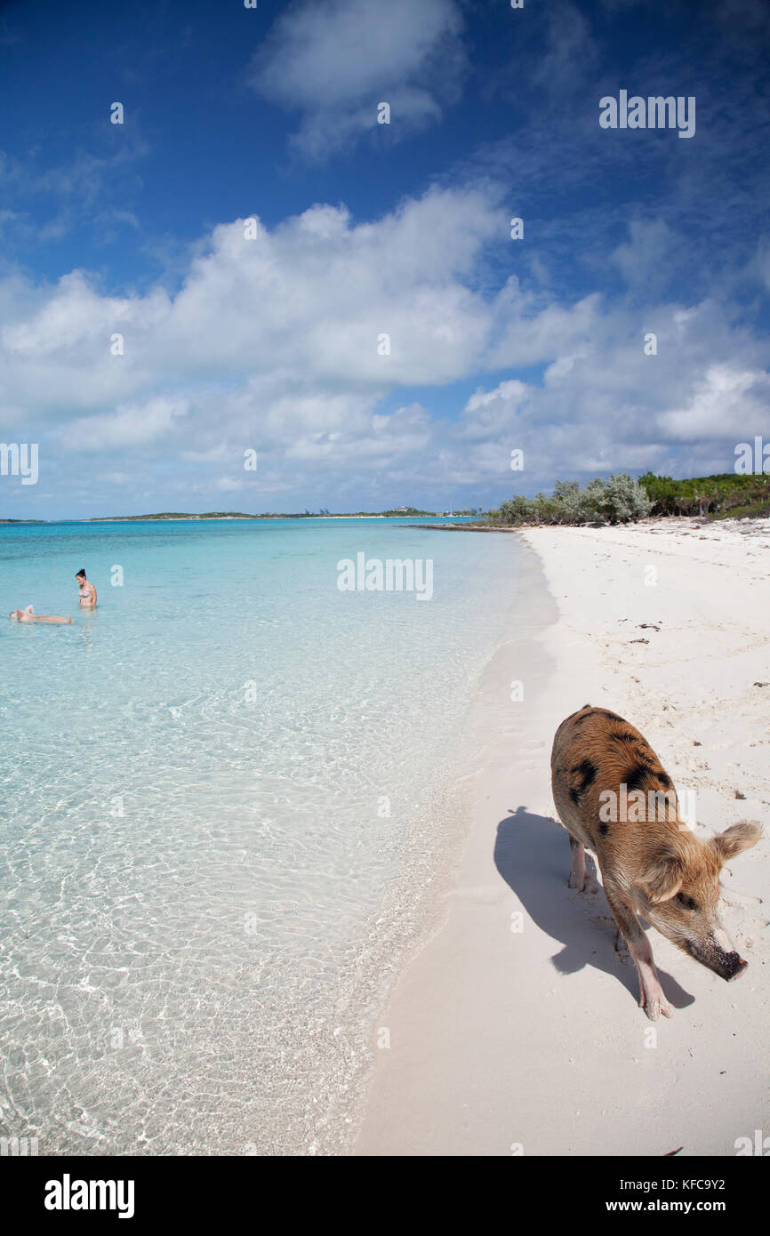 EXUMA, Bahamas. Swimming pigs at Big Major Cay. Stock Photo