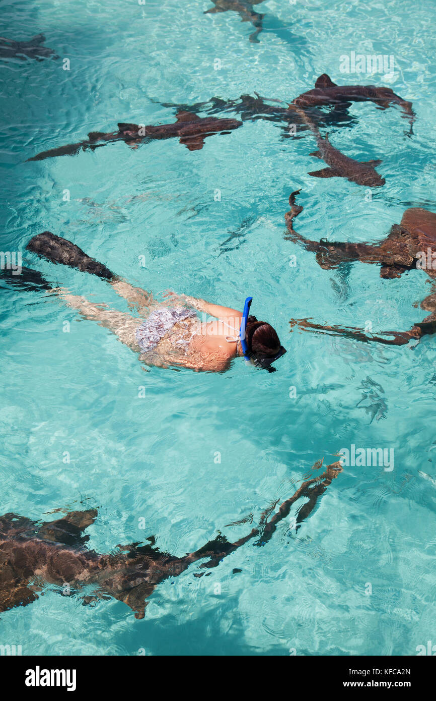 EXUMA, Bahamas. Swimming with docile nurse sharks at the Compass Cay