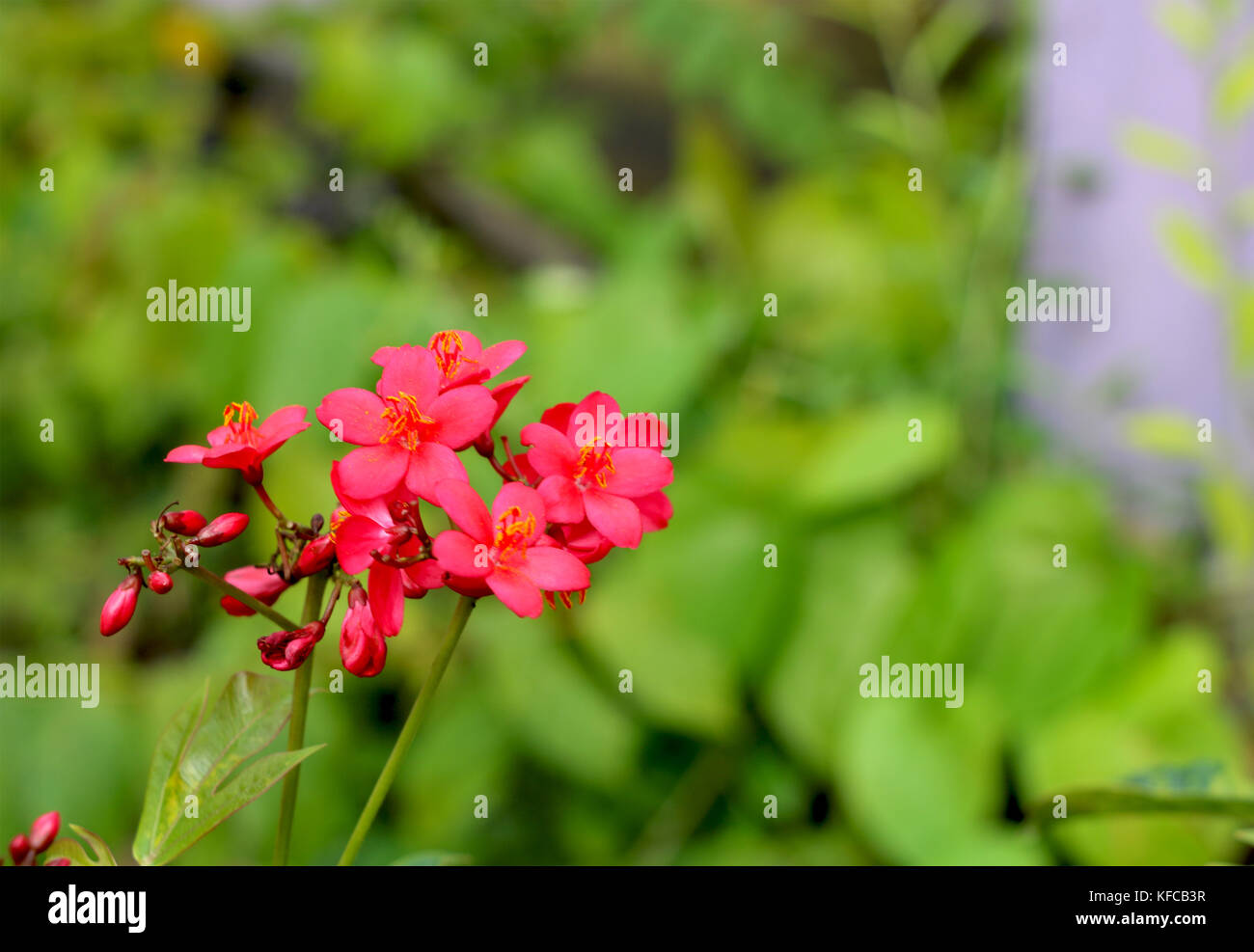 Common red flower in india Stock Photo Alamy