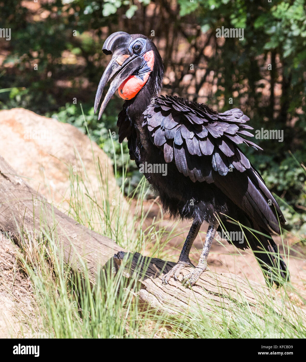 Ground hornbill flight hi-res stock photography and images - Alamy