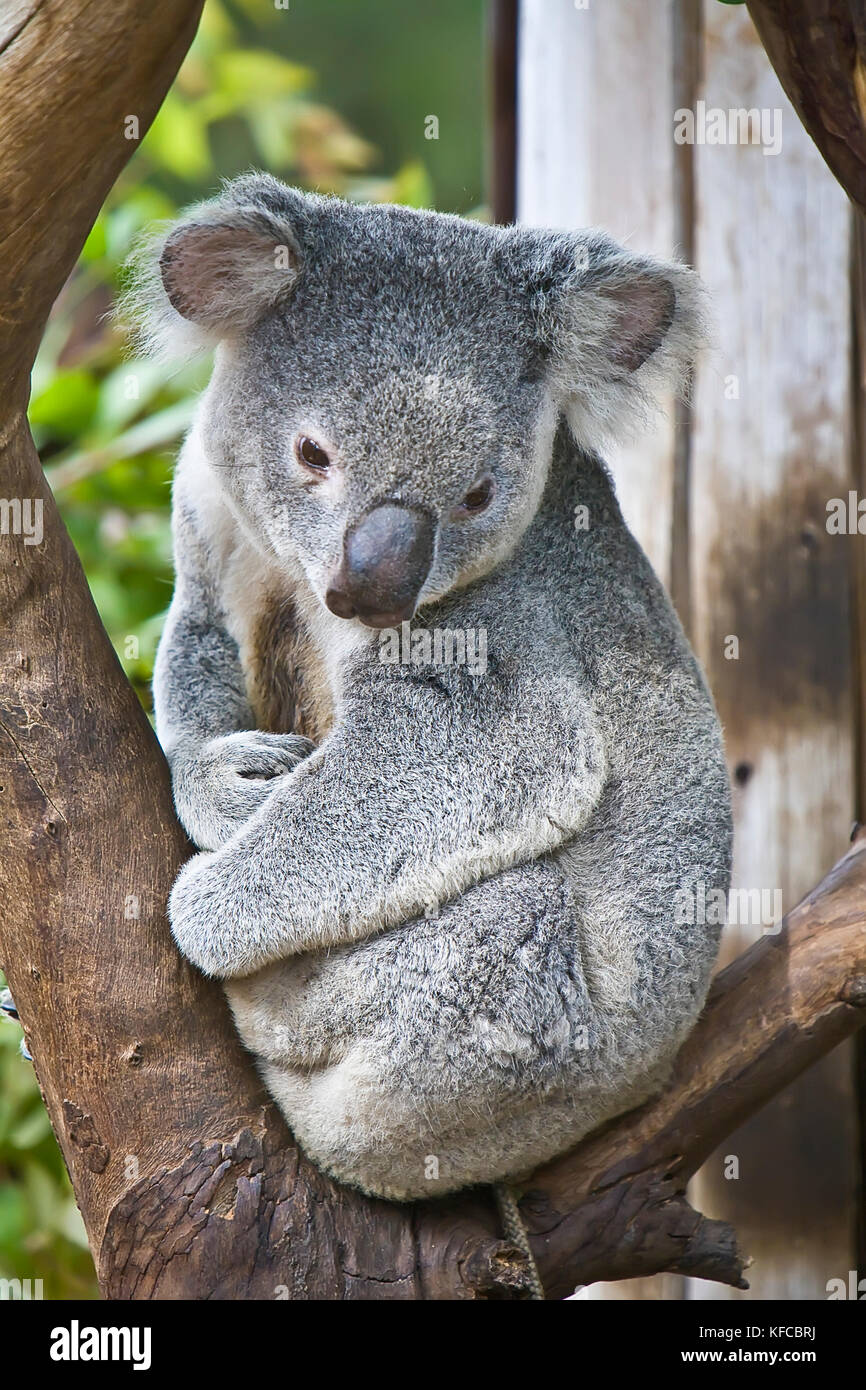 Koala san diego zoo hi-res stock photography and images - Alamy