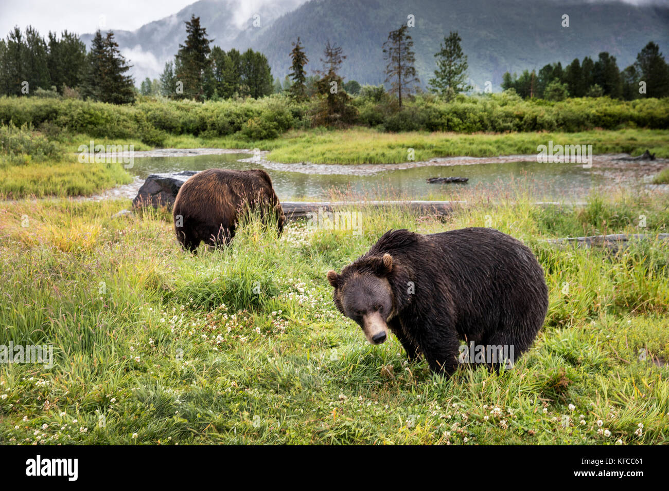 USA, Alaska, Girdwood, brown grizzley bears roaming inside of Alaska Wildlife Conservation Center Stock Photo