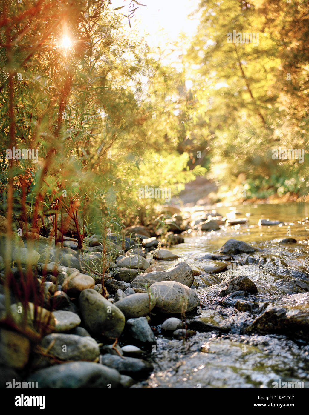 USA, California, Salmon River flowing over rocks, Forks of Salmon