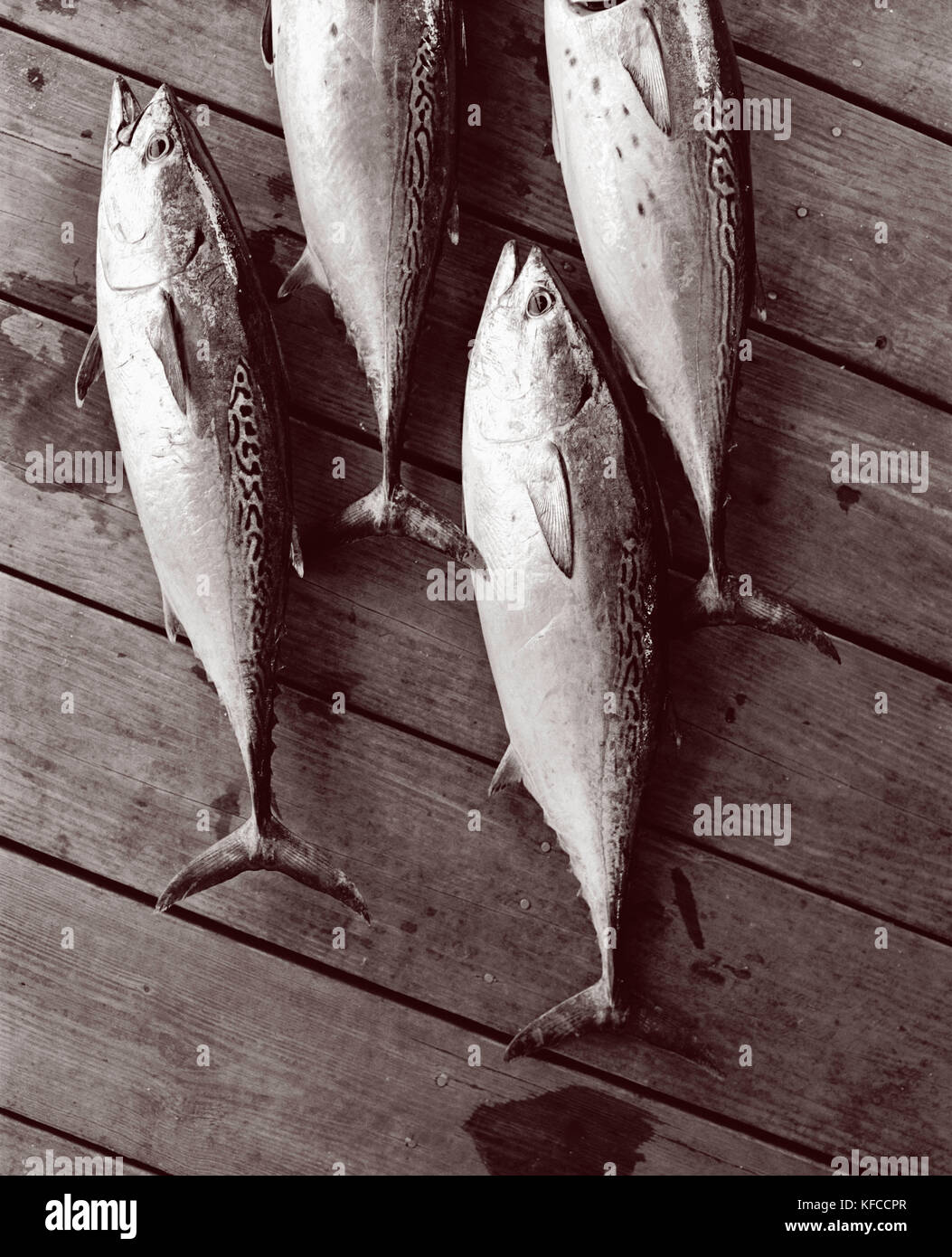 USA, Florida, Bonita fish lying on dock, close-up, New Smyrna