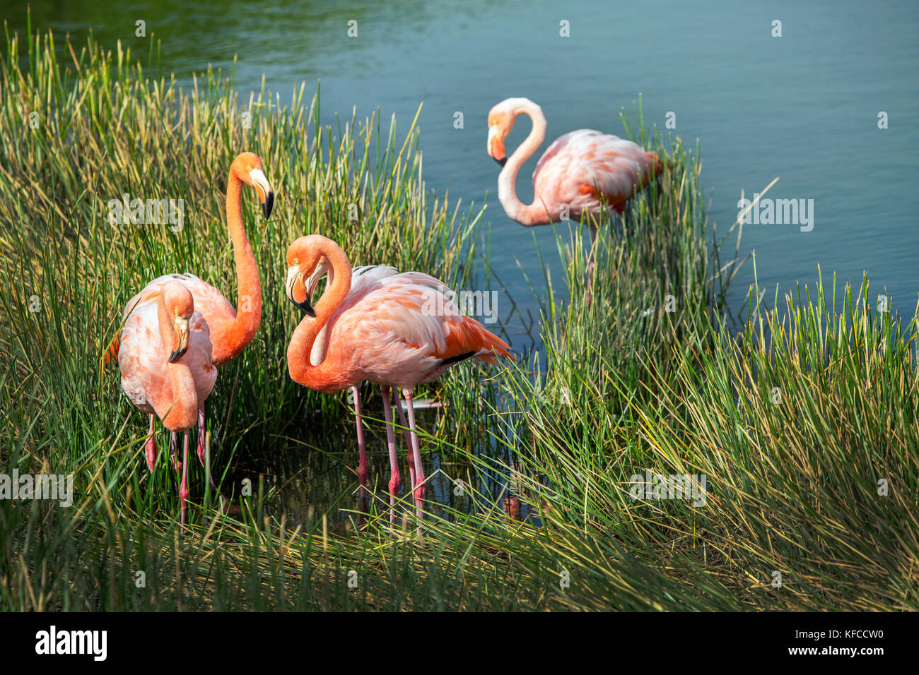 Galapagos Islands, Ecuador, Punta Moreno, Flamingos hanging out near the