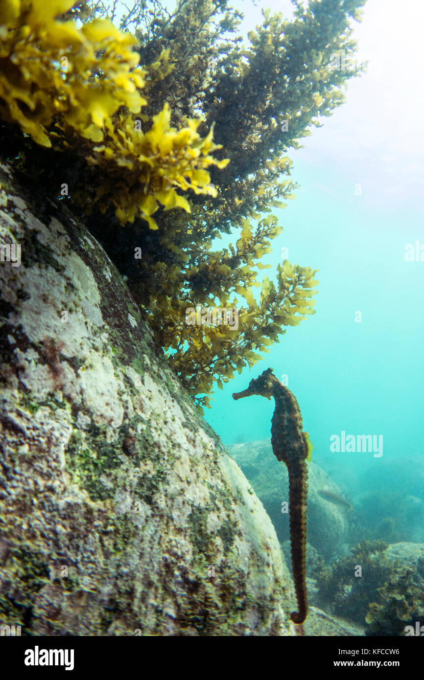 Kelp growing hi-res stock photography and images - Alamy
