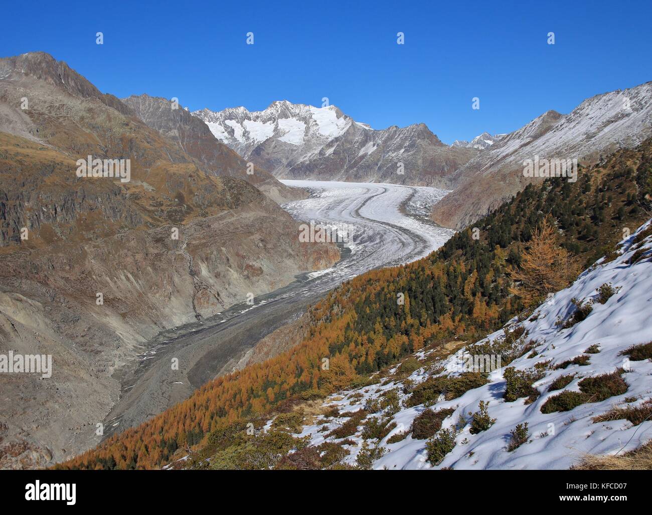 Aletsch glacier on a autumn day. Longest glacier of the Alps. Colorful forest. Stock Photo