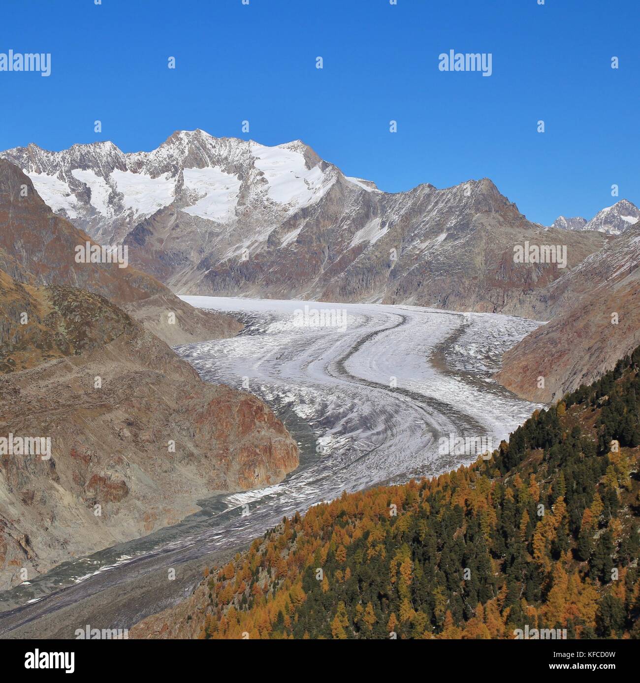 Golden larch forest and Aletsch glacier, longest glacier of the Alps. Stock Photo