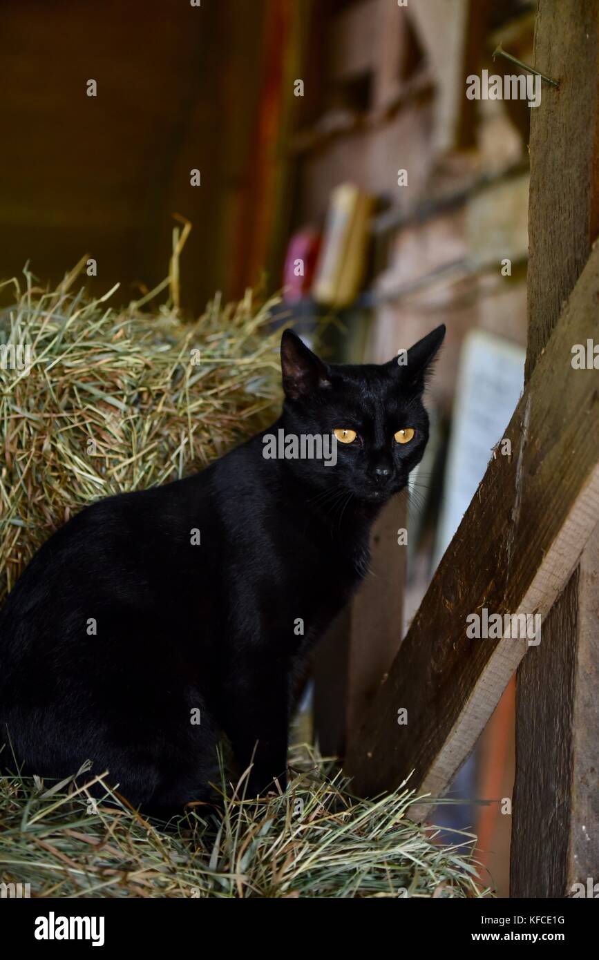 Black Cat Peering From Straw Bale At Farm For Door County Creamery