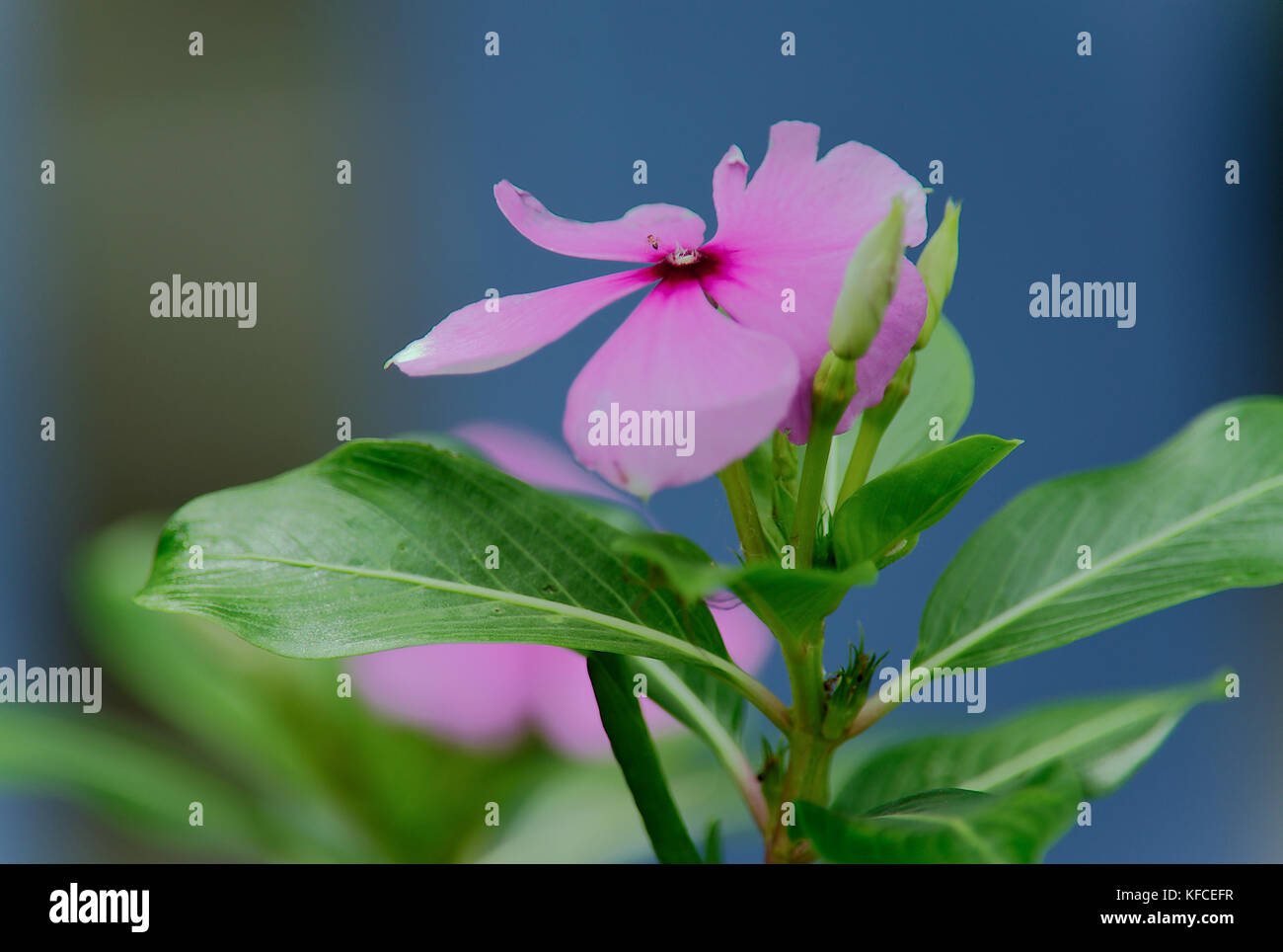 Busy Lizzie Stock Photos & Busy Lizzie Stock Images Alamy