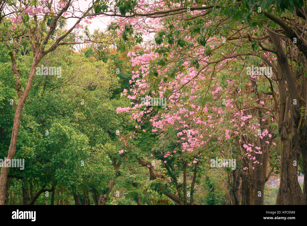 Beautiful Pink Trumpet flower tree or Tabebuia heterophylla, vintage effect Stock Photo