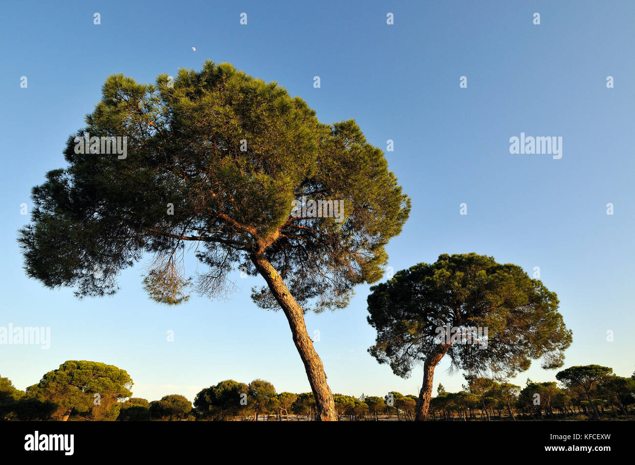 Pine trees in Alcácer do Sal. Alentejo, Portugal Stock Photo
