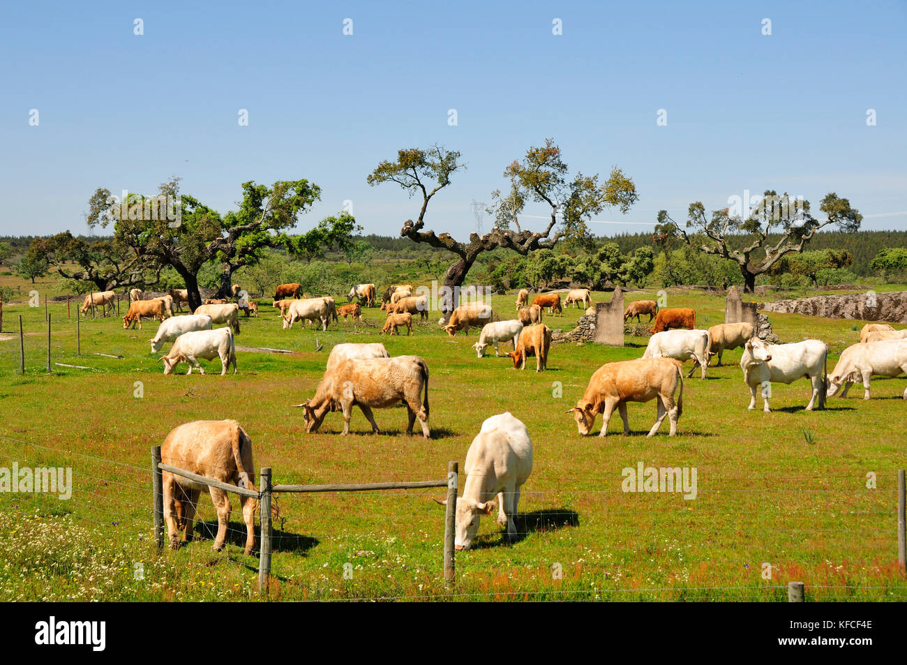 Cork trees and cattle grazing in Alentejo. Alpalhão, Portugal Stock Photo Alamy