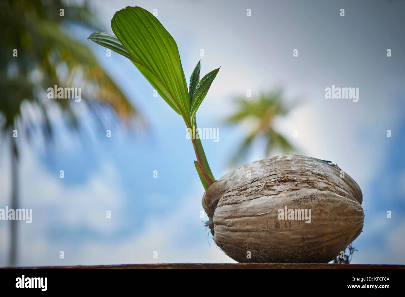 Coconut with a new shoot emerging. Stock Photo