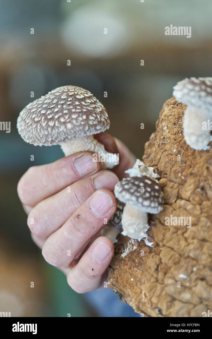 Shiitake mushroom growing on a manufactured log Stock Photo Alamy