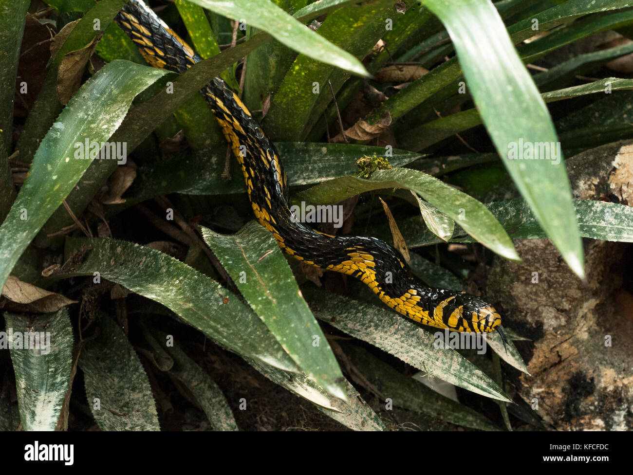Yellow Rat-Snake (Spilotes pullatus) from the Atlantic Rainforest of SE Brazil Stock Photo