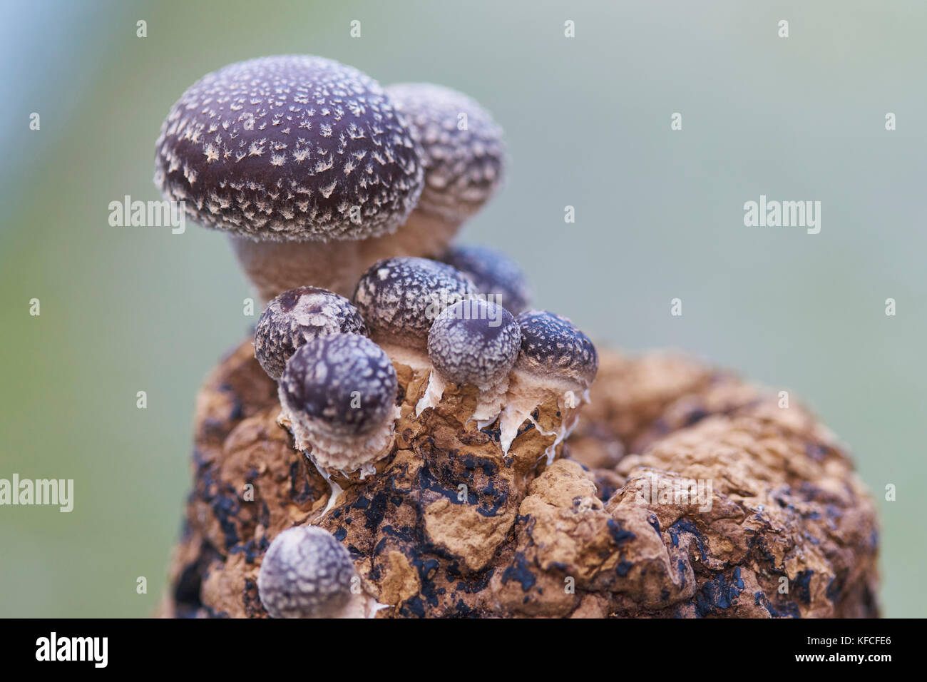 Shiitake mushroom growing on a manufactured log. Stock Photo