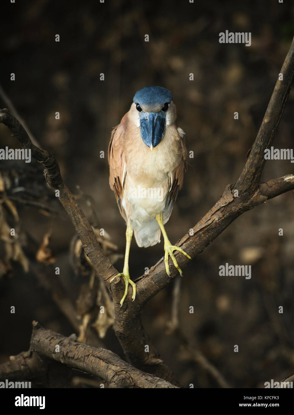 A Boat-billed Heron (Cochlearius cochlearius) from South Pantanal, Brazil Stock Photo
