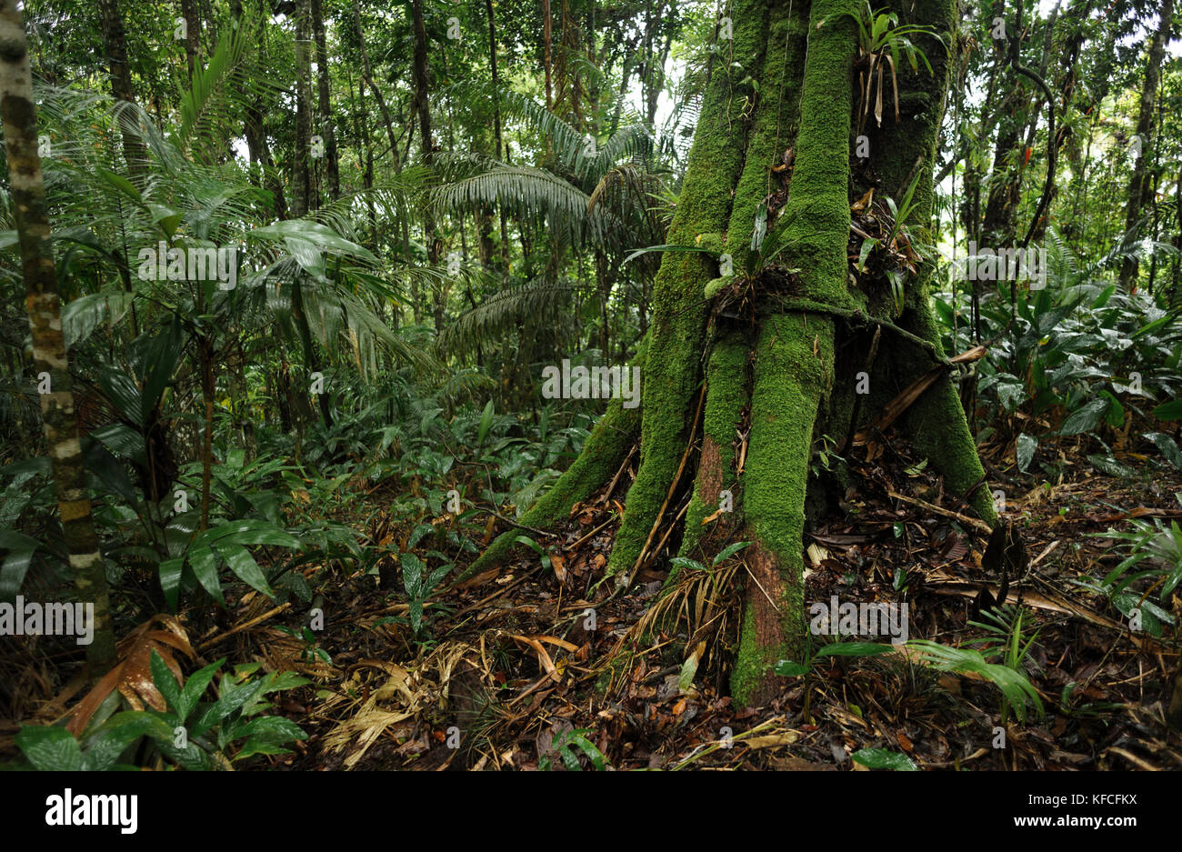 Atlantic Rainforest understory, SE Brazil Stock Photo